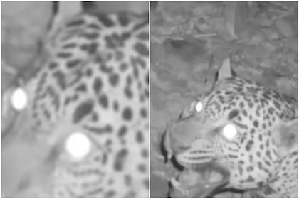 Los jaguares son animales protegidos en Estados Unidos; así encontraron a uno en un descubrimiento que sorprendió a la comunidad