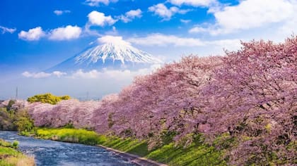 Los japoneses llevan más de un milenio admirando los delicados pétalos de la sakura