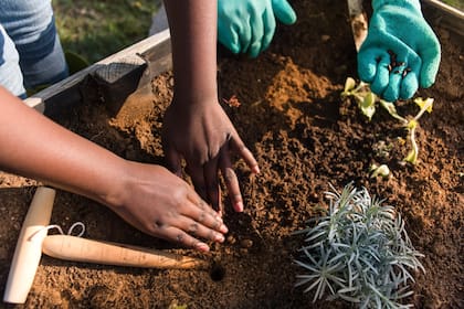 Los jardineros deben prestar principal atención al clima (Canva)