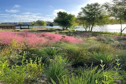 Los jardines de lluvia están compuestos por plantas de fácil desarrollo que embellecen el paisaje durante las cuatro estaciones. Edificios Riba, Montevideo Paisajismo: Estudio Amalia Robredo