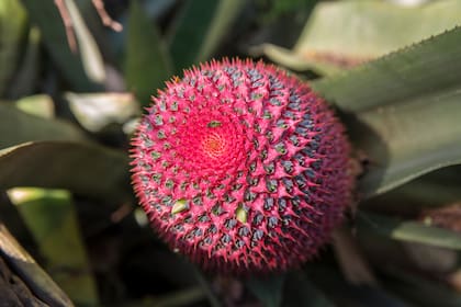 Los jardines del Sítio Burle Marx están llenos de plantas exóticas.
