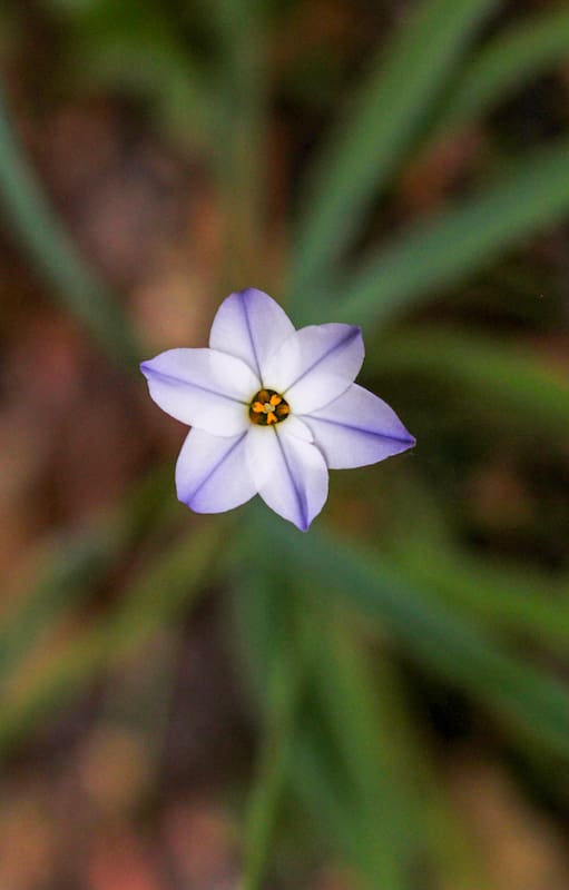 Los jardines más atractivos ya no se diseñan pensando únicamente en la primavera, sino en ofrecer interés durante los doce meses del año