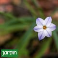 Las nativas que desafían el invierno y llenan el jardín de mariposas y picaflores