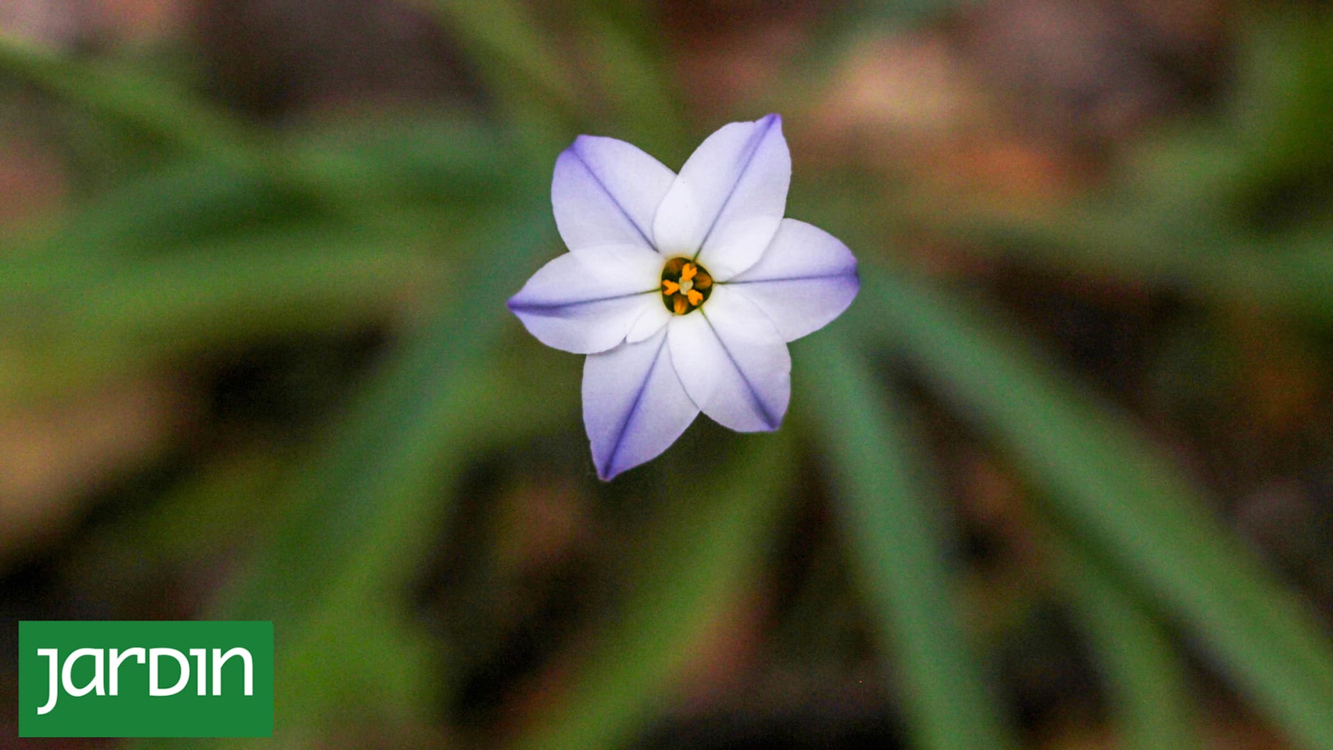 Los jardines más atractivos ya no se diseñan pensando únicamente en la primavera, sino en ofrecer interés durante los doce meses del año