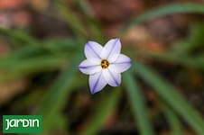 Las nativas que desafían el invierno y llenan el jardín de mariposas y picaflores