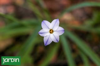 Las nativas que desafían el invierno y llenan el jardín de mariposas y picaflores