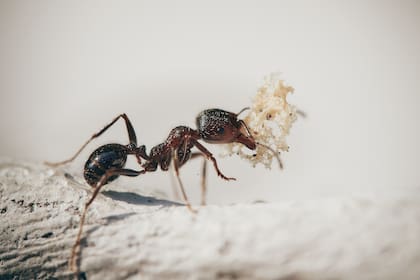 Los jardines que ofrecen sombra y resguardo bajo las plantas, rocas y troncos son ideales para estos insectos