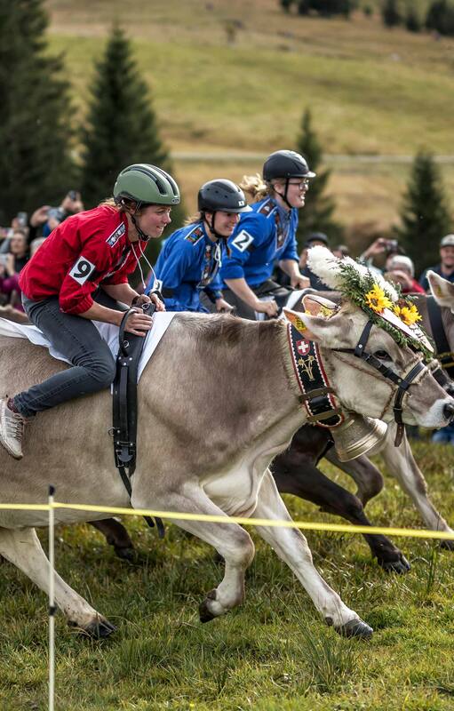 Los jinetes montan sus vacas durante el Cow Race Grand Prix