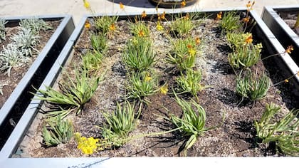 Los jóvenes de la provincia concretaron la primera “terraza vegetada” de la Ciudad de Mendoza