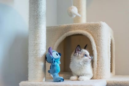 Los juguetes para gatos son una gran solución para evitar que se estresen solos (imagen ilustrativa)