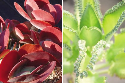 Los Kalanchoes son aptos para recibir el sol de mediodía y tarde.