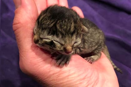 Los King, que son oriundos de Portland, en Oregon, encontraron esta semana que uno de los cuatro gatitos que dio a luz su mascota tiene dos caras.