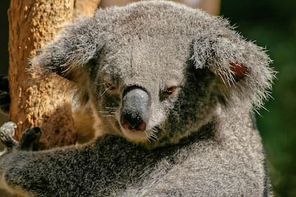 Buscan crear "súper koalas" ante el peligro de extinción de la especie