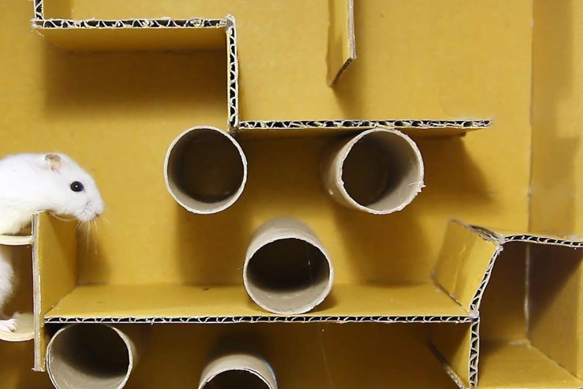 Los laberintos son una opción popular para evitar el aburrimiento de los hámsters. Además, resulta divertido verlos atravesar obstáculos