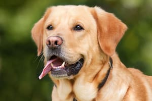 Los labradores son una de las razas más propensas a contraer osteoartritis ocurre cuando los caninos sufren problemas en sus articulaciones.