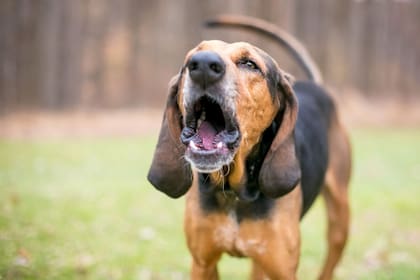 Los ladridos pueden variar por su tono, la frecuencia y duración