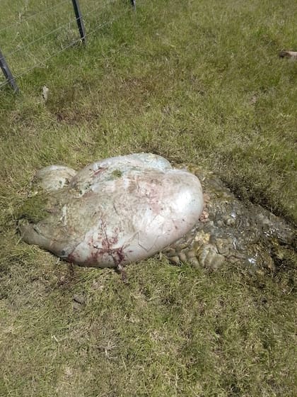 Los ladrones dejan las visceras en donde matan al animal