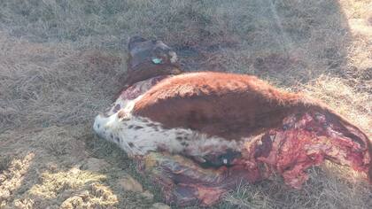 Los ladrones mutilan a los animales