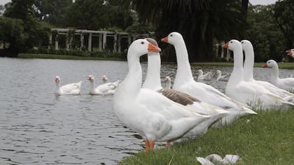 Los lagos de Palermo son una excelente opción para aprovechar en vacaciones de invierno