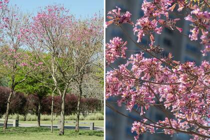 Los lapachos deslumbran con sus rosados y lucen sus flores sin hojas.