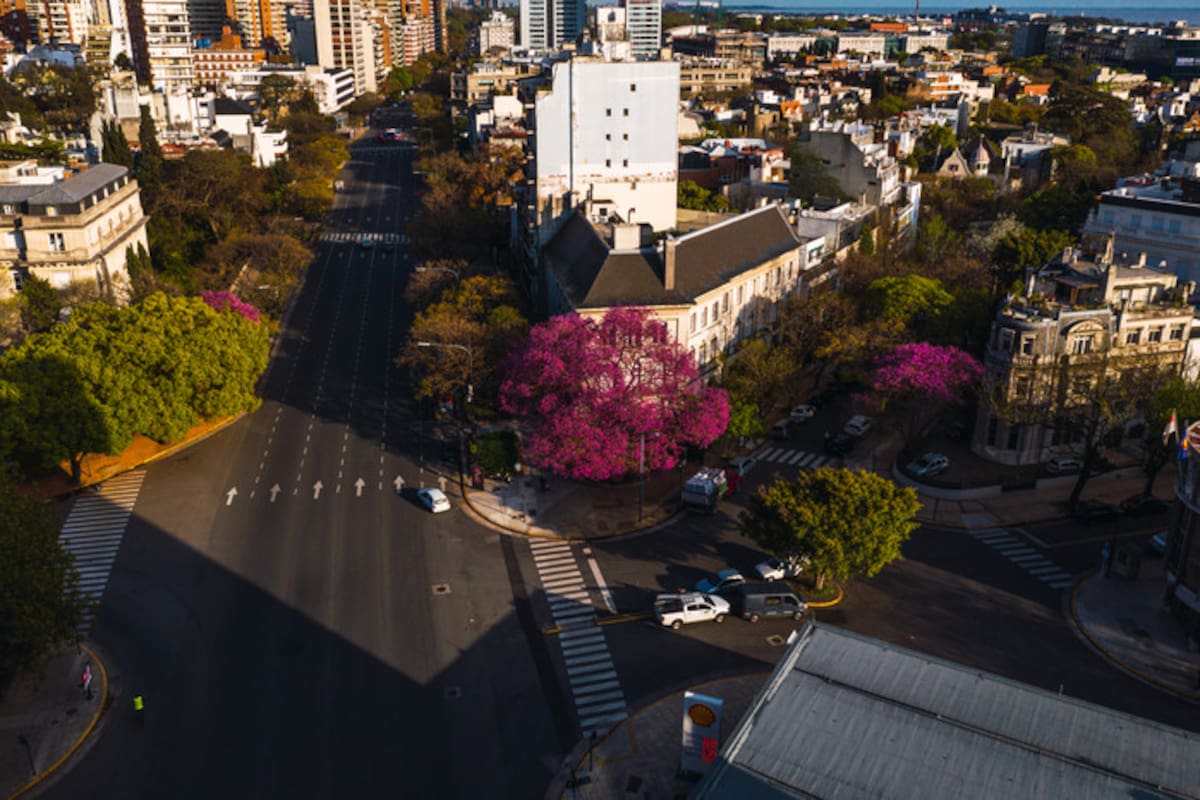 Los lapachos son uno de los árboles más vistosos de la ciudad