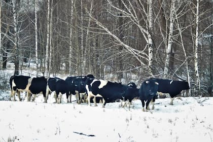 Los las vacas salvajes tomaron la conducta de los uros euroasiáticos, un pariente lejano de estos ejemplares que habitó en la zona hasta su extinción