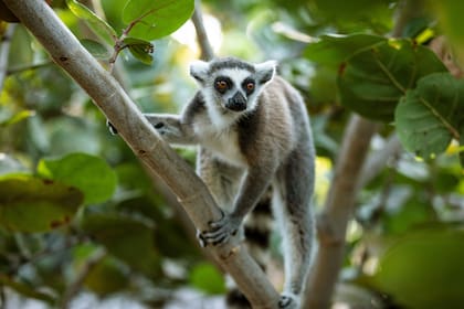 Los lémures encontraron en Necker Island un entorno compatible con su origen, en la isla de Madagascar.