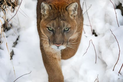 Los leones de la montaña son populares en California