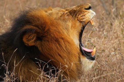Los leones devoraron al presunto cazador furtivo en el Parque Nacional Kruger, en Sudáfrica