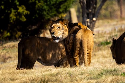 Los leones Lionel, Joe, Scar y Stanley comenzaron una nueva etapa de adaptación al acceder a un espacio de 2,5 hectáreas tras semanas de seguimiento especializado