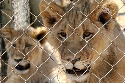 Los leones son una especie en riesgo cuya población disminuyó un 98 % en los últimos dos siglos