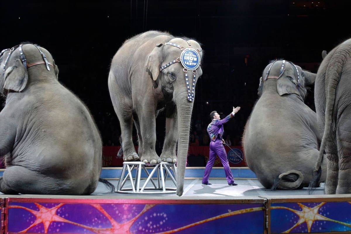 Los leones, tigres, osos, elefantes, jirafas y primates no podrán ser utilizados en espectáculos y circos en Massachusetts