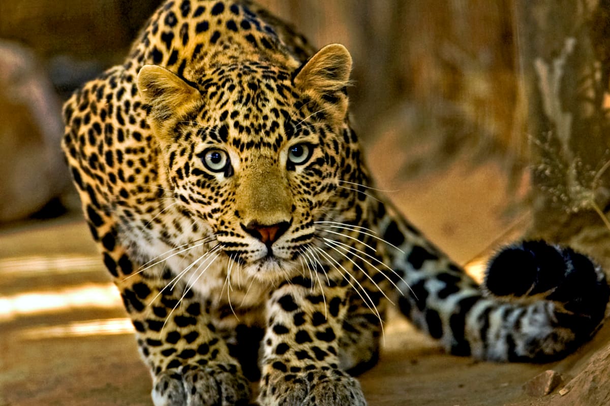 Los leopardos desaparecieron de más del 75% de su rango histórico y se extinguieron en al menos una docena de países