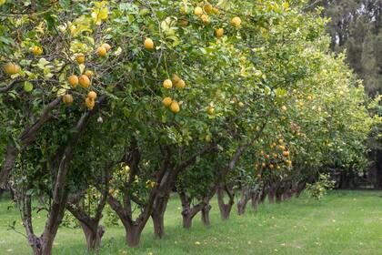 Los limoneros que plantaron los dueños del lugar cuando llegaron y que le dieron identidad a la posada