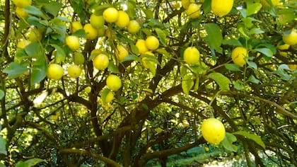 Los limoneros se pueden podar en cualquier época del año y se puede aprovechar el momento de poda para cosechar