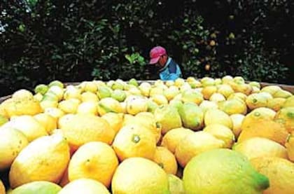 Omodeo explicó que este salto se debe básicamente a una caída de la producción en España y Turquía, los dos grandes jugadores del hemisferio norte: “Si bien exportamos en contraestación, la caída en la producción de esos países permitió una ventana de ingreso más amplia y una demanda mucho más sostenida”