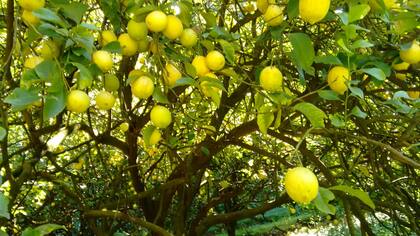 Los limones producidos en el país tienen una enorme sanidad