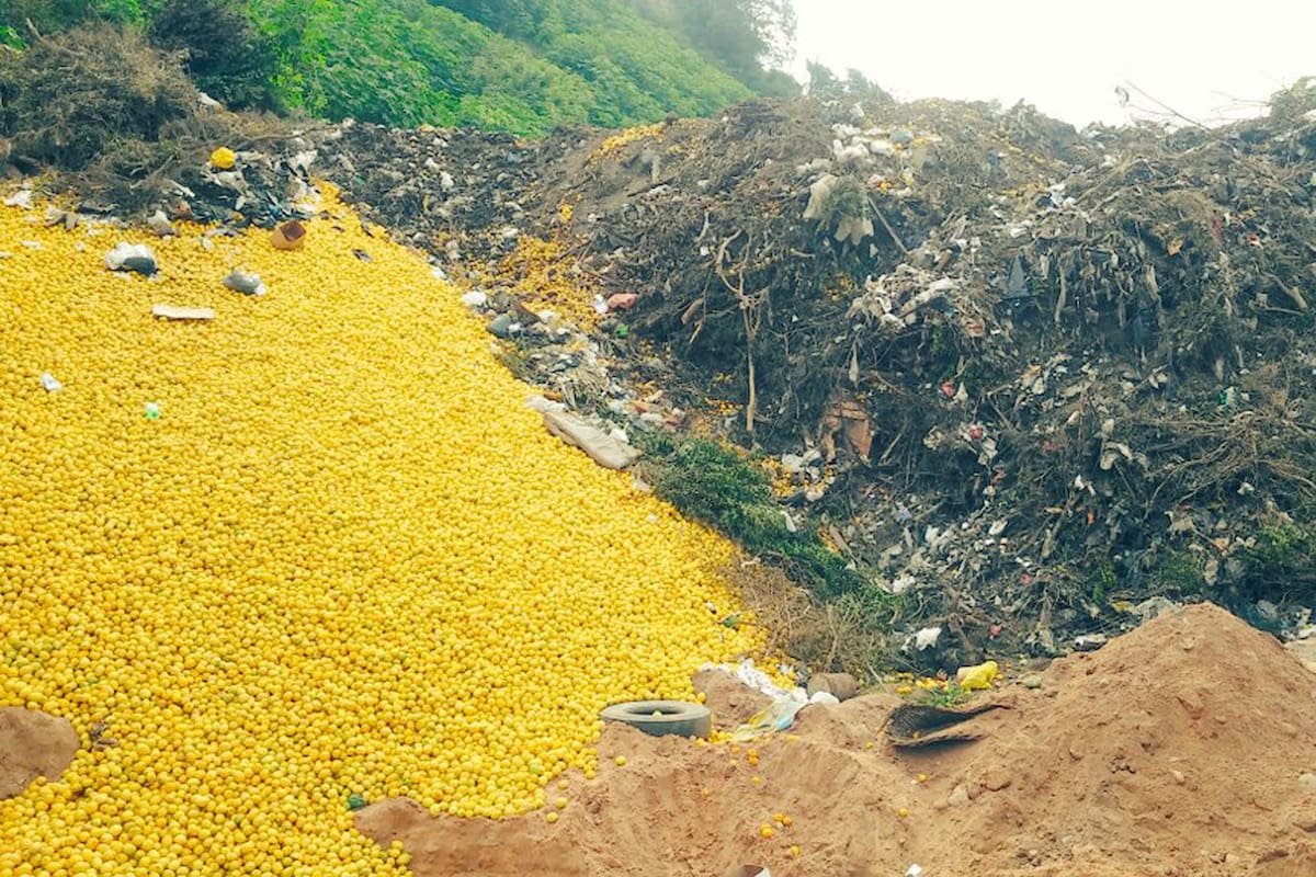 Los limones que fueron descartados en Tucumán