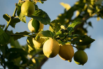 Los limones tienen muchas funciones útiles para el día a día