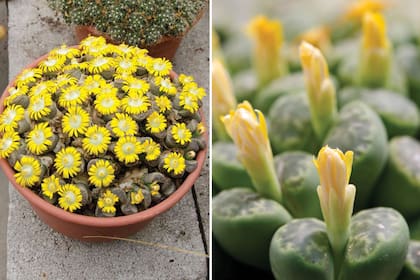 Los lithops, cuando son jóvenes, necesitan un riego regular desde la primavera hasta el comienzo del invierno