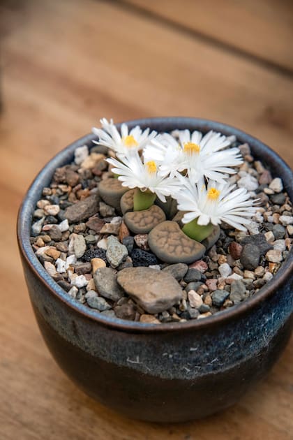 Los lithops florecen una vez al año con una flor amarilla o blanca que parece desproporcionada para su tamaño