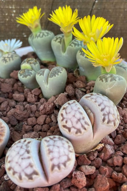 Los lithops tienen apariencia de piedras para no ser comidos