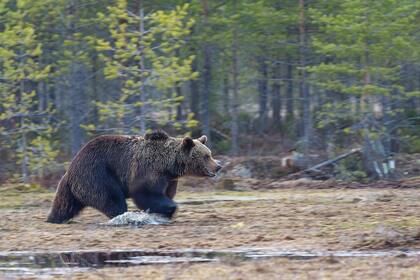 Los llamados 'grizzly bears' son una de las especies de animales que habitan las regiones montañosas de California