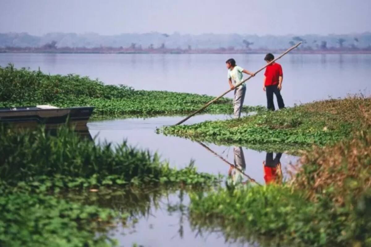 Los Llanos de Moxos son parte de la Amazonía boliviana (Foto: ALAMY)