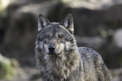 Los lobos grises de Chernobyl habrían desarrollado inmunidad frente al cáncer