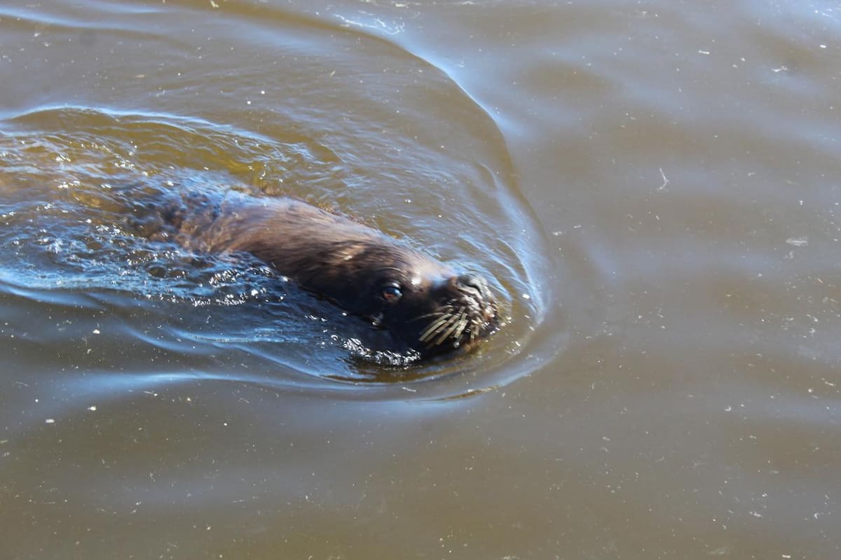 Los lobos marinos fueron liberados a 300 kilómetros de la Ciudad