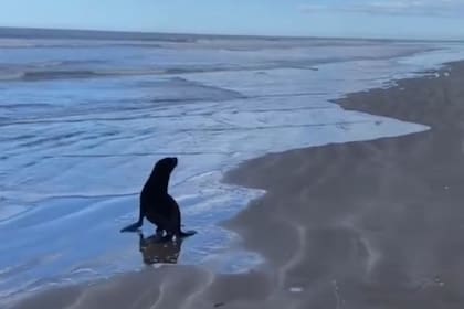 Los lobos marinos fueron liberados en la Costa Atlántica