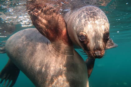 Los lobos marinos son amistosos