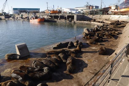 Detectan también gripe aviar en lobos marinos que murieron en Mar del Plata - LA NACION