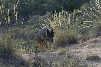 Los lobos también generan ingresos a los ayuntamientos a través de la caza deportiva